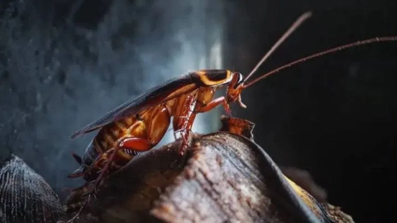 આ ઉપાયથી ગટરમાં રહેલા વંદા અને અન્ય જીવાતો ધીમે ધીમે નાશ પામશે અને તમારા ઘરમાં તેમની સંખ્યા નોંધપાત્ર રીતે ઘટશે. આ સરળ અને ખર્ચ વિનાનો ઉપાય તમારા ઘર માટે સુરક્ષિત પણ છે અને અસરકારક પણ.