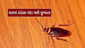 ઘરમાં રહેલા વંદા થશે છૂમંતર, ફક્ત આ બે વસ્તુનો કરો ઉપયોગ