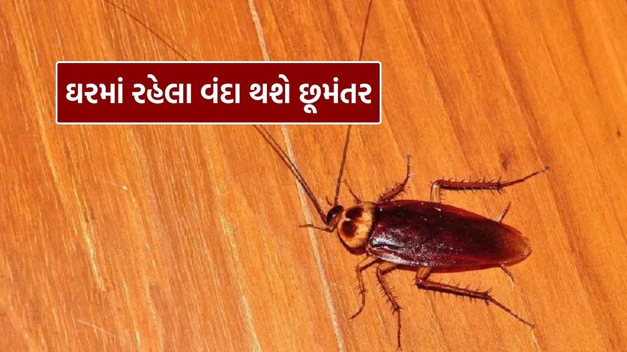 ઘરમાં એક વાર વંદા (cockroaches) આવી જાય પછી તેમને દૂર કરવું સરળ નથી. ઘણા લોકો વિવિધ ઉપાયો અજમાવે છે, છતાં આ જંતુઓ ઘર છોડતા નથી. પરંતુ હકીકતમાં, તમે એકપણ રૂપિયા ખર્ચ્યા વિના સરળ ઘરેલું ઉપાયથી વંદાઓથી છુટકારો મેળવી શકો છો.