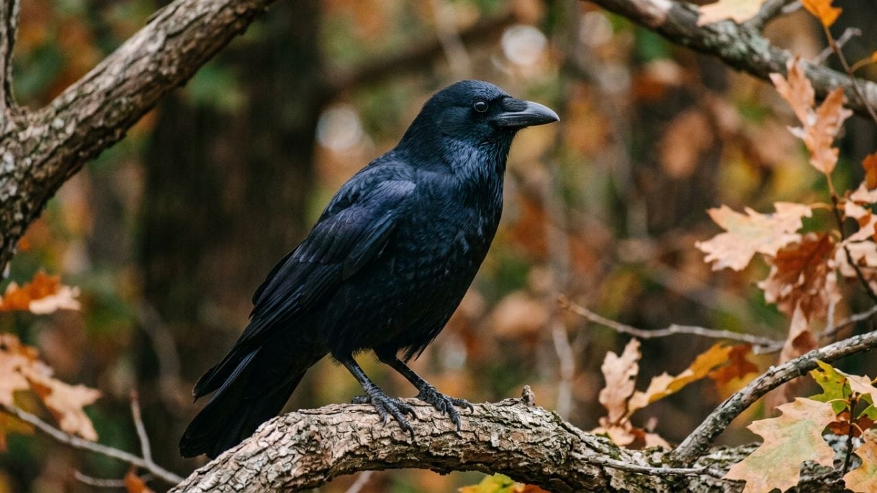 બ્રિટાનિકાના રિપોર્ટ મુજબ, જ્યારે કાગડો વૃદ્ધ થવા લાગે છે, ત્યારે તેના શરીરમાં ઘણા ફેરફારો જોવા મળે છે. ટૂંકમાં કહીએ તો, તે પહેલાની સરખામણીમાં ધીમેથી ઊડે છે અને તેને આહાર શોધવામાં વધુ સમય લાગે છે. આ સાથે જ તેના શરીરની શક્તિ પણ ઓછી થઈ જાય છે અને તેના પીંછા થોડા નબળા અને વિખરાયેલા થઈ જાય છે.