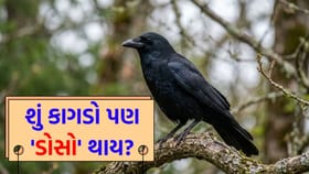 10, 20 કે 30 વર્ષ? કાગડો કેટલું જીવે છે?