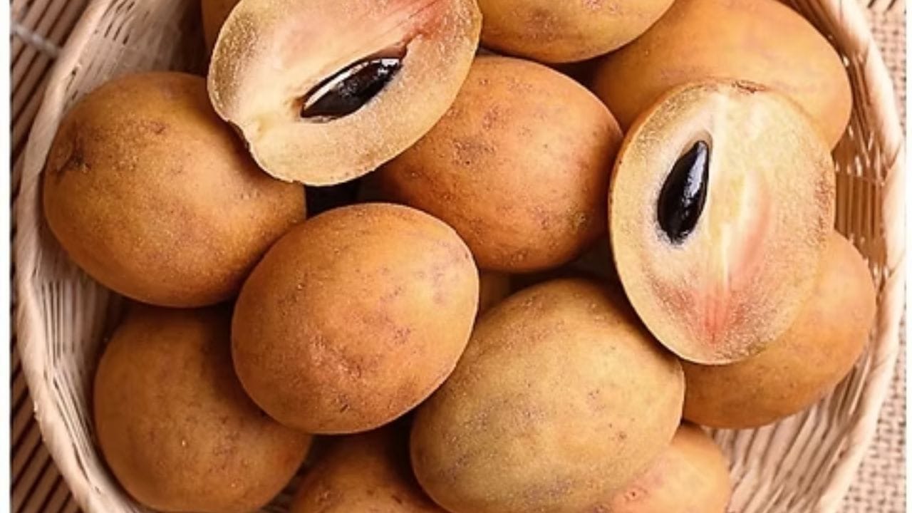 આરએમએલ હોસ્પિટલના મેડિસિન વિભાગના ડિરેક્ટર પ્રોફેસર ડૉ. સુભાષ ગિરી સમજાવે છે કે ચીકુમાં નેચરલ સુગર અને કાર્બોહાઇડ્રેટ્સનું પ્રમાણ વધુ હોય છે, જે શરીરમાં ઝડપથી ગ્લુકોઝમાં રૂપાંતરિત થઈ શકે છે. તેનો ગ્લાયકેમિક ઇન્ડેક્સ મધ્યમથી ઉપર માનવામાં આવે છે, જે બ્લડ સુગરમાં ઝડપથી વધારો કરી શકે છે. જો કે, તેમાં ફાઇબર પણ હોય છે, જે પાચન ધીમું કરે છે અને સુગરના શોષણને અમુક અંશે નિયંત્રિત કરી શકે છે.
