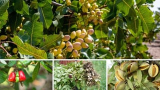 Dryfruit Tree: બદામથી લઈને પિસ્તા સુધી, ઝાડ પર કેવા દેખાય છે નટ્સ? જુઓ તસવીરો