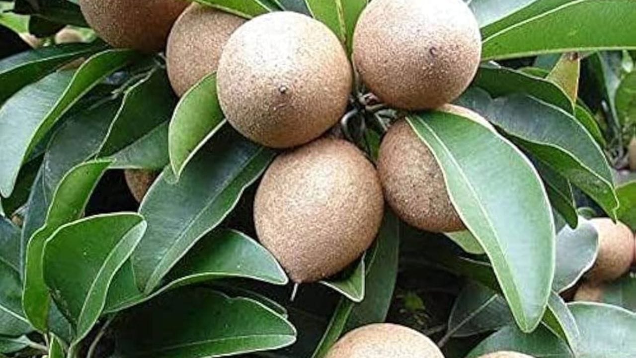 કોઈપણ ફળની માત્રા, સમય અને શારીરિક સ્થિતિ તેની અસર નક્કી કરે છે. તેથી ડાયાબિટીસ પર ચીકુની અસર વ્યક્તિની સુગર કંટ્રોલ સ્થિતિ, દવાઓ અને આહાર પેટર્ન પર પણ આધાર રાખે છે. સમજ્યા વિના વધુ પડતી માત્રામાં સેવન કરવું હાનિકારક હોઈ શકે છે.
