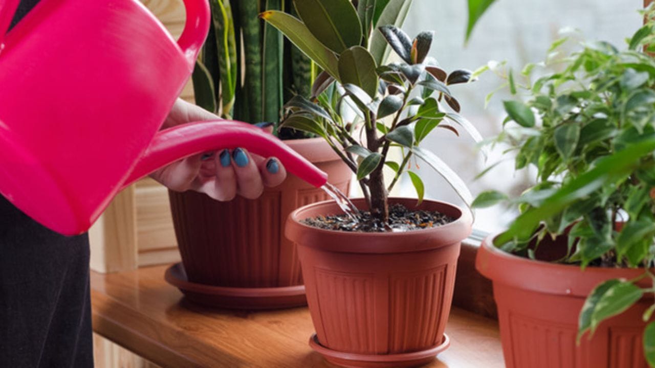 વધુ પડતું પાણી આપવાથી છોડના મૂળ સડી શકે છે. જો તમે ઉનાળામાં છોડને સુકાઈ જવાથી બચાવવા માંગતા હો, તો તેમને વધુ પડતું પાણી આપવાને બદલે યોગ્ય સમયે પાણી આપવું મહત્વપૂર્ણ છે. મોટાભાગના લોકો મૂંઝવણમાં રહે છે કે સવાર છે કે સાંજ અને ઉનાળામાં ક્યારે પાણી આપવું જોઈએ.
