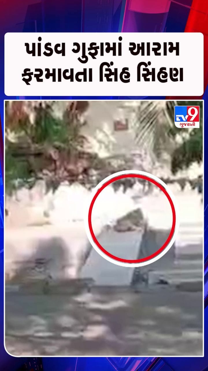 ગીર સોમનાથના પૌરાણિક ગુફામાં સાવજની લટાર