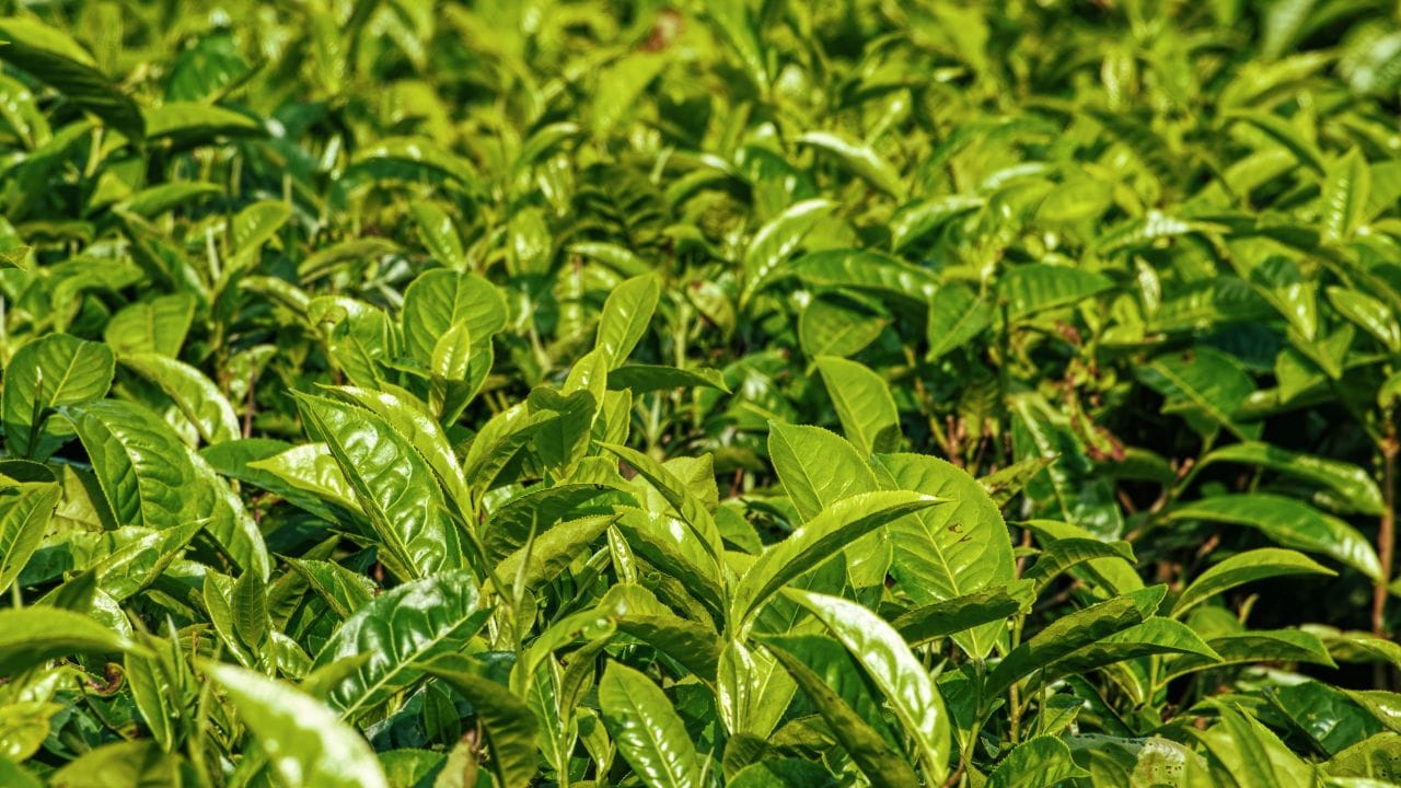 તે ગટમાં સારા બેક્ટેરિયાની સંખ્યા વધારવામાં સહાય કરે છે, જે પાચન તંત્રને મજબૂત બનાવે છે. બ્લેક કોફીની સરખામણીમાં તેમાં કેફીન ઓછું હોય છે, તેથી એસિડિટીથી પીડાતા લોકો માટે તે વધુ યોગ્ય વિકલ્પ બની શકે છે. (Image Credit Source: Social Media)