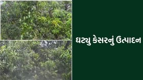 કેસરના રસીયાઓ માટે માઠા સમાચાર, આ વર્ષે ઓછી ખાવા મળશે કેરી- Video