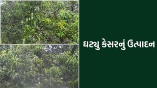 કેસરના રસીયાઓ માટે માઠા સમાચાર, આ વર્ષે ઓછી ખાવા મળશે કેરી- Video