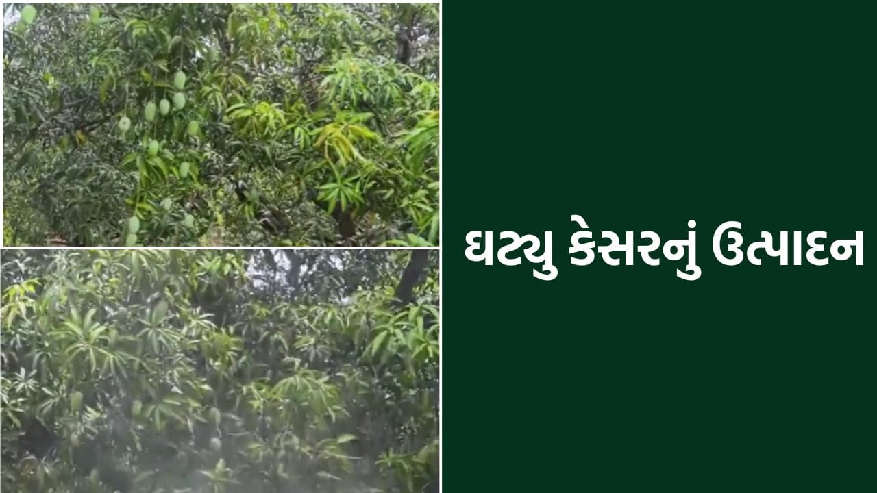 કેસરના રસીયાઓ માટે માઠા સમાચાર, આ વર્ષે ઓછી ખાવા મળશે કેરી- Video કેસરના રસીયાઓ માટે માઠા સમાચાર, આ વર્ષે ઓછી ખાવા મળશે કેરી- Video
