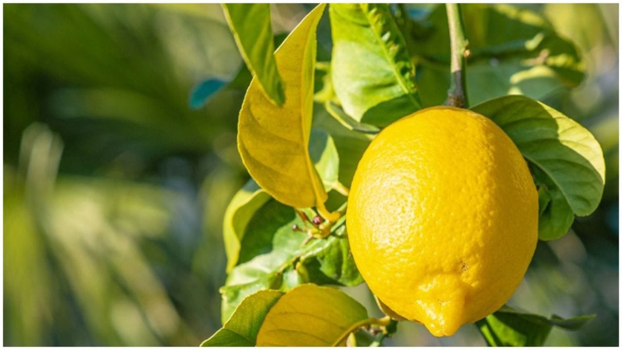 વધુ સારા પરિણામ મેળવવા માટે તમારે દરરોજ રાત્રે સૂતા પહેલા અથવા જ્યારે પણ માઈગ્રેનનો દુખાવો થાય ત્યારે, લીંબુના પાનથી બનાવેલા તેલથી બરાબર મસાજ કરવાનું છે. તેલ લગાવ્યા પછી તમને પોતાની મેળે જ સકારાત્મક અસર અનુભવાશે.