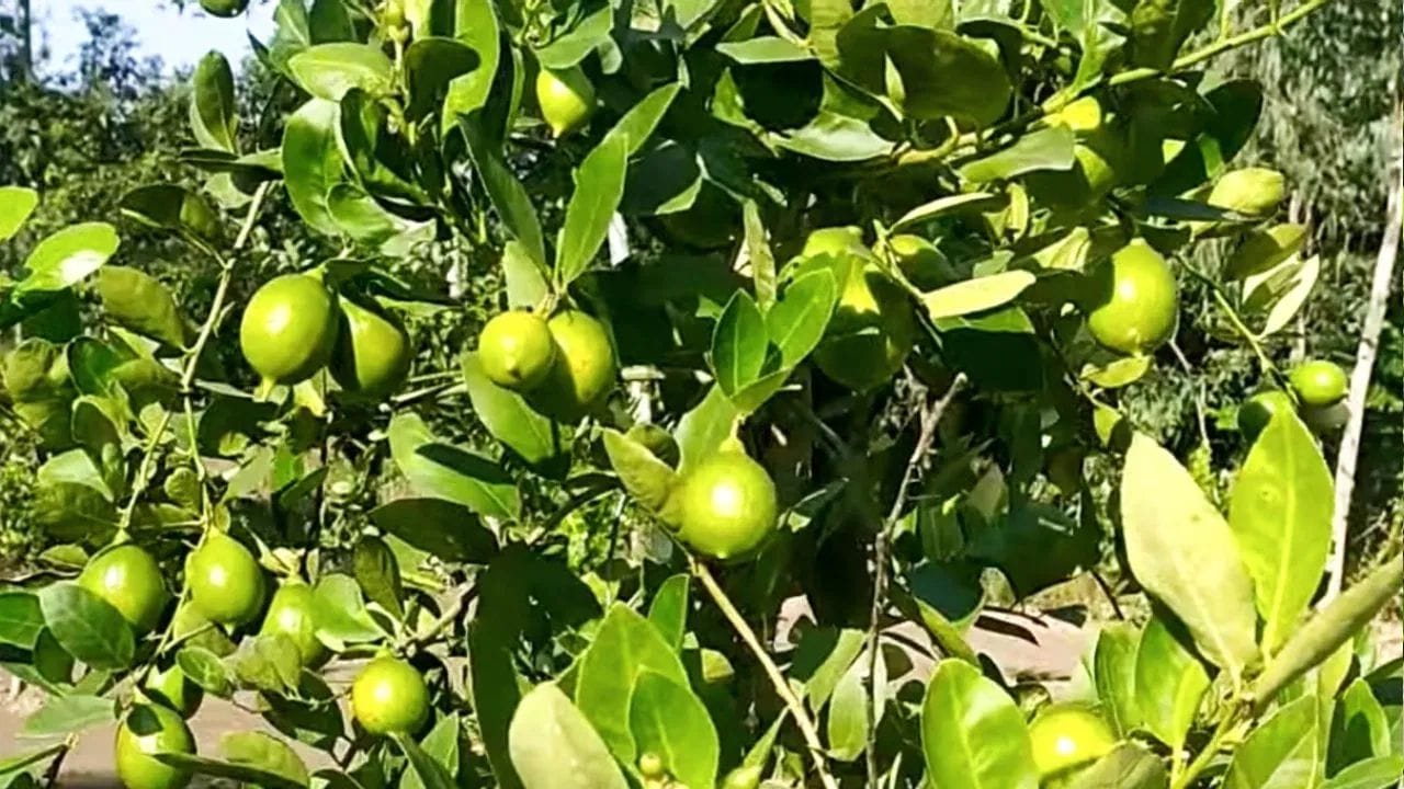 તમારી જાણકારી માટે જણાવી દઈએ કે, લીંબુના પાનમાં 'લિનાલૂલ' (linalool) અને 'લાઈમીન' (limonene) નામના બે કમ્પાઉન્ડ હોય છે, જે નર્વસ સિસ્ટમને શાંત કરીને માઈગ્રેનના દુખાવાને ઘટાડવામાં મદદરૂપ સાબિત થઈ શકે છે. 