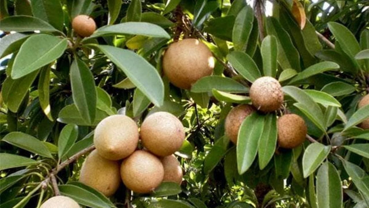 આ ફળો ડાયાબિટીસ માટે ફાયદાકારક છે: ઓછા ગ્લાયકેમિક ઇન્ડેક્સ અને ઉચ્ચ ફાઇબરવાળા ફળો ડાયાબિટીસના દર્દીઓ માટે શ્રેષ્ઠ માનવામાં આવે છે. સફરજન, જામફળ, નાસપતી અને બેરી જેવા ફળો ધીમે-ધીમે સુગર છોડે છે, જે બ્લડ સુગરમાં અચાનક વધારો અટકાવે છે. બેરી પણ એક સારો વિકલ્પ છે કારણ કે તે એન્ટીઑકિસડન્ટોથી ભરપૂર છે. આ ફળો માત્ર સુગરના લેવલને નિયંત્રિત કરવામાં મદદ કરે છે, પરંતુ જરૂરી પોષક તત્વો પણ પૂરા પાડે છે. ડાયાબિટીસ વ્યવસ્થાપનમાં યોગ્ય ફળ પસંદ કરવું મહત્વપૂર્ણ ભૂમિકા ભજવે છે.
