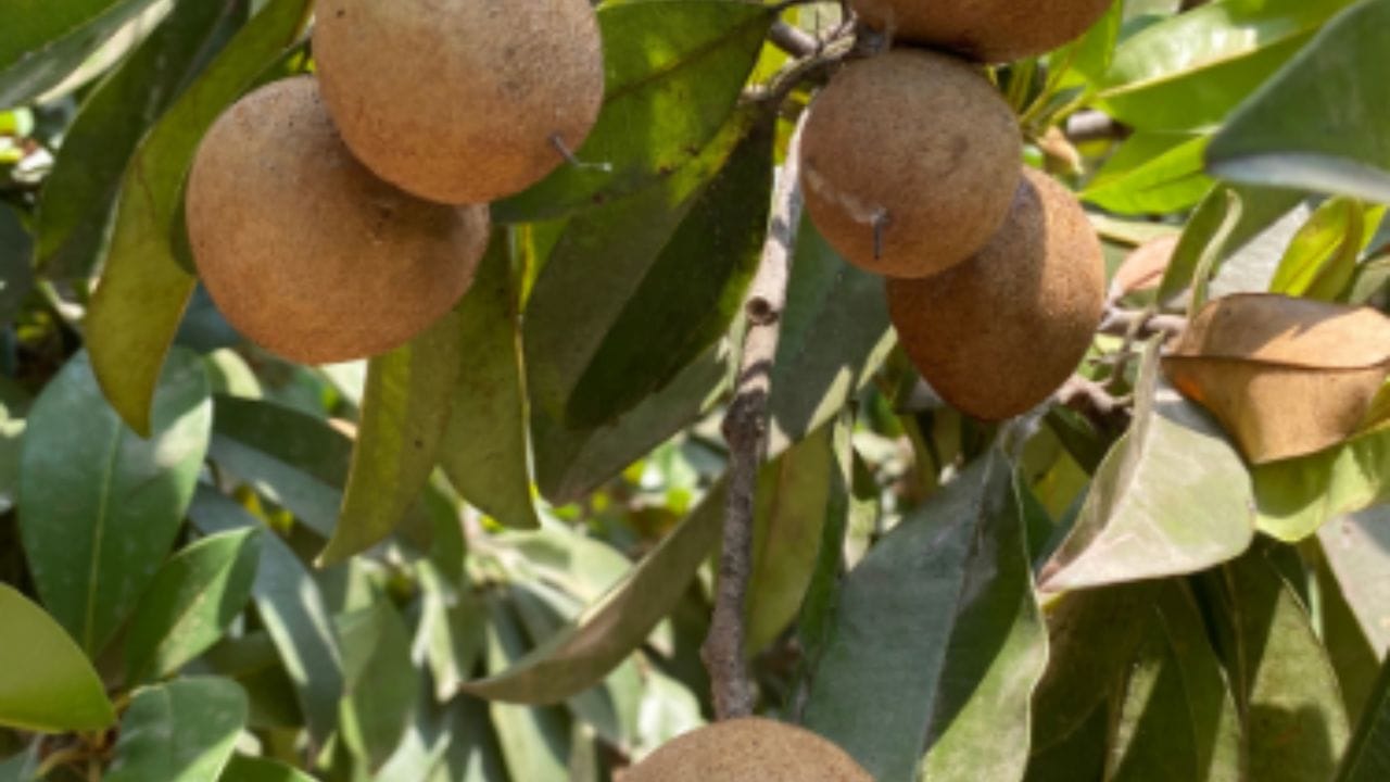 આ પણ મહત્વપૂર્ણ છે: ડાયાબિટીસમાં ફક્ત ફળો જ નહીં, પરંતુ સંતુલિત આહાર અને જીવનશૈલી પણ મહત્વપૂર્ણ છે. ભાગના કદને નિયંત્રિત કરવા, નિયમિત સમયે ખાવા અને કસરતનો સમાવેશ કરવો ખૂબ જ મહત્વપૂર્ણ છે. કોઈપણ ફળ ખાતા પહેલા તેના સેવનની માત્રા અને સમય ધ્યાનમાં લેવો મહત્વપૂર્ણ છે. શરીરની પ્રતિક્રિયા સમજવા અને તે મુજબ આહારમાં ફેરફાર કરવા માટે નિયમિતપણે બ્લડ સુગરનું નિરીક્ષણ કરવું પણ મહત્વપૂર્ણ છે.
