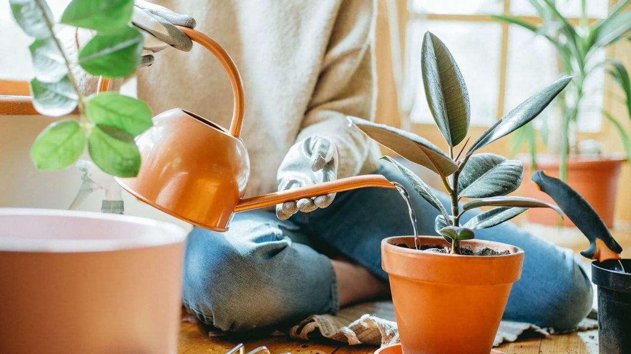 કેટલાક લોકો માને છે કે સવારે પાણી આપવું એ શ્રેષ્ઠ સમય છે. જ્યારે કેટલાક લોકો માને છે કે સાંજ પાણી આપવાનો શ્રેષ્ઠ સમય છે. જોકે, આ પાછળ એક વૈજ્ઞાનિક કારણ છે, જે બહુ ઓછા લોકો જાણે છે. યોગ્ય સમયે પાણી આપવાથી માત્ર પાણીની બચત જ થતી નથી, પરંતુ છોડનું સ્વાસ્થ્ય પણ સુધરે છે અને તેમનો વિકાસ પણ નોંધપાત્ર રીતે સુધરે છે. 
