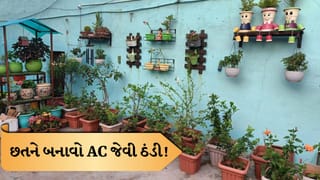 Terrace Cooling Tips: AC વગર પણ મળશે ઠંડક! છતની ગરમી ઘટાડવાના સસ્તા અને અસરકારક રસ્તા