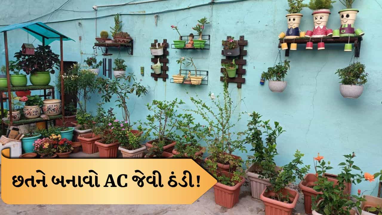Terrace Cooling Tips: AC વગર પણ મળશે ઠંડક! છતની ગરમી ઘટાડવાના સસ્તા અને અસરકારક રસ્તા