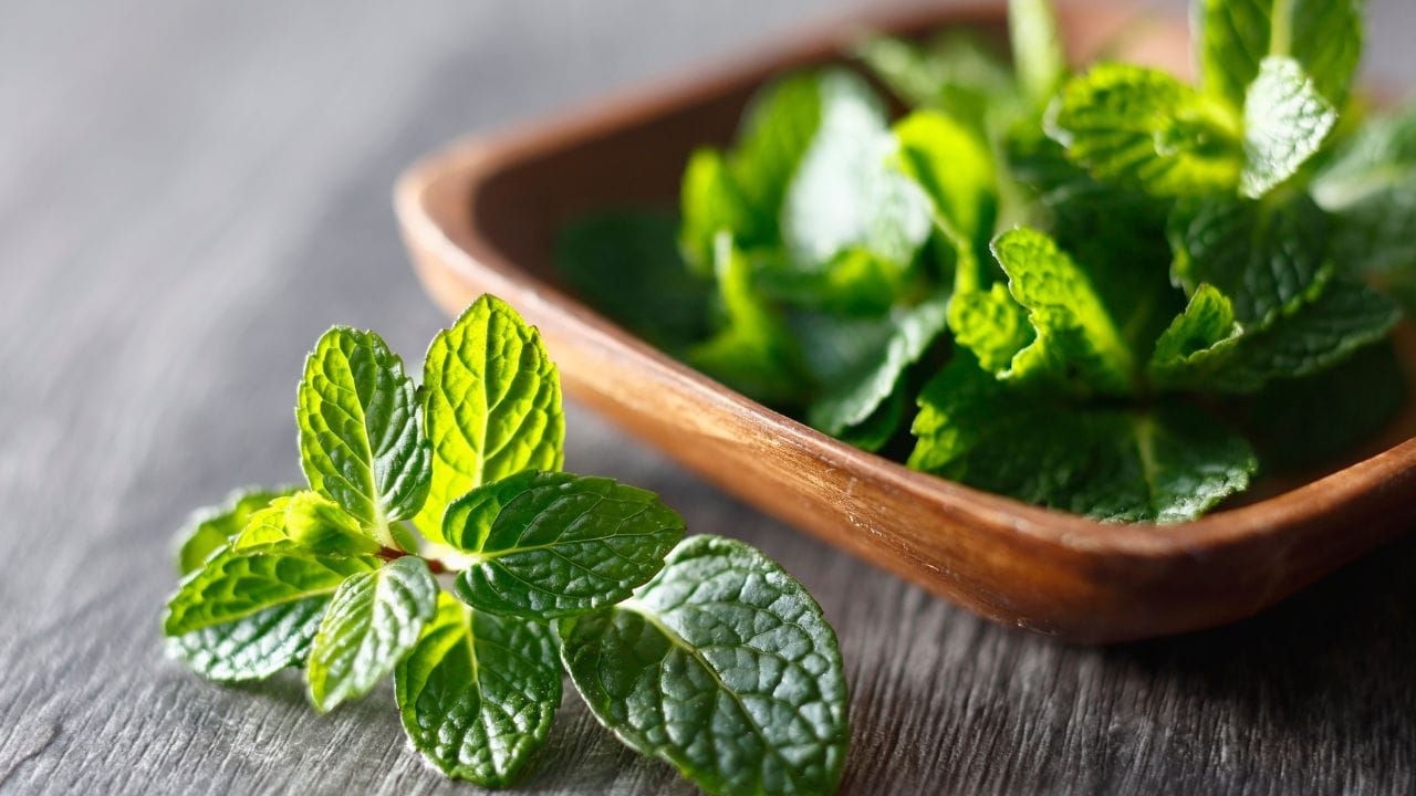 સૌથી સરળ ઉપાય એ છે કે ધાણા અને ફુદીનાને સીધા સુકાઈ જવા ન દો. જો તેની સાથે જડ હોય, તો તેને થોડા પાણી ભરેલા ગ્લાસમાં રાખો, બિલકુલ ફૂલ રાખતા હોય તેવી રીતે. ધ્યાન રાખો કે માત્ર જડનો ભાગ જ પાણીમાં રહે અને પાન ઉપર રહે. આ રીતે પાન ઘણીવાર 3થી 5 દિવસ સુધી તાજા રહી શકે છે. (Image Credit Source: Canva)