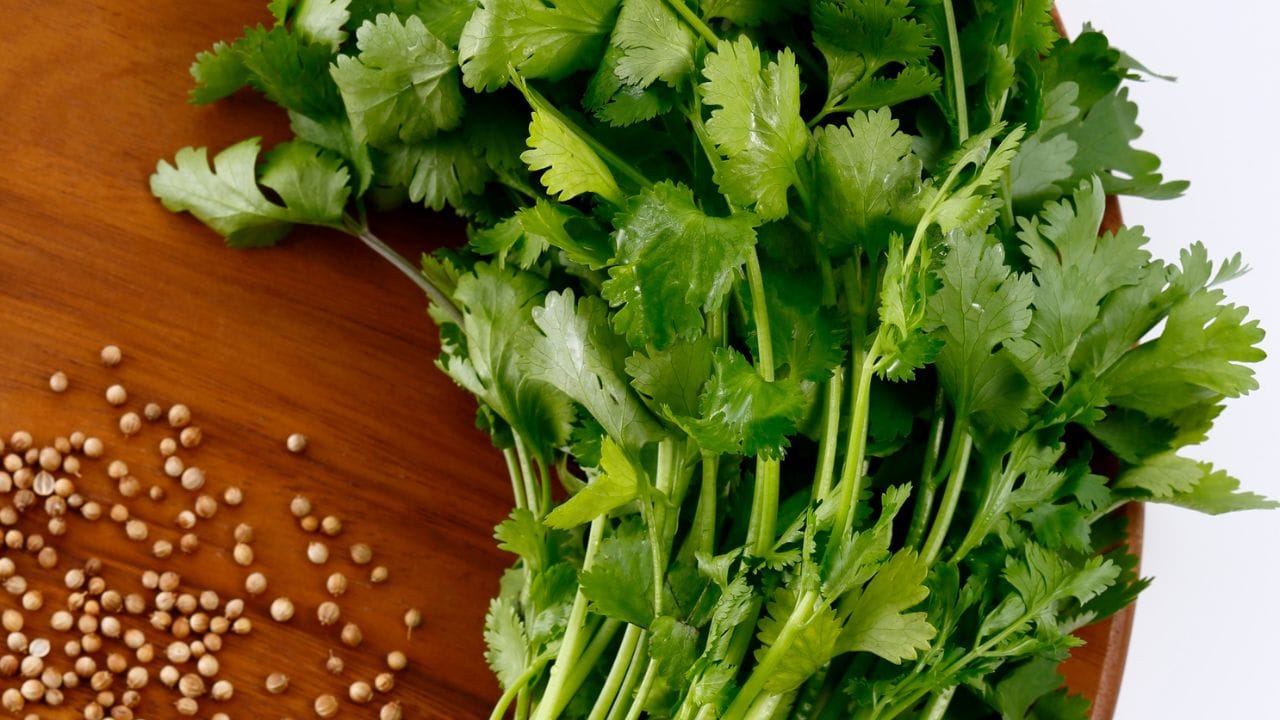 આવી નાની-નાની ટિપ્સ અપનાવવાથી તમે ધાણા અને ફુદીનાની તાજગી લાંબા સમય સુધી જાળવી શકો છો. આથી ફૂડ વેસ્ટેજ ઘટે છે અને રસોઈમાં હંમેશા તાજી સુગંધનો આનંદ મળે છે. (Image Credit Source: Canva)