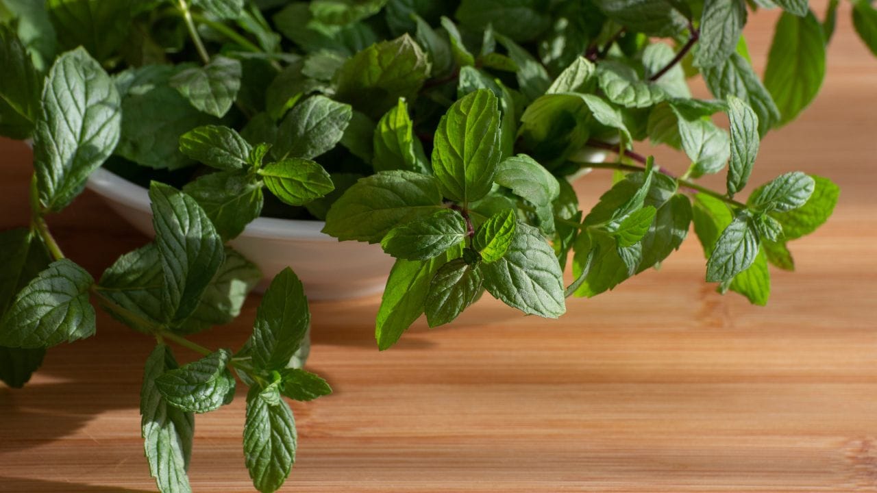 તમે ટિશ્યૂ અથવા પેપરનો પણ ઉપયોગ કરી શકો છો. પાનને તેમાં લપેટીને ડબ્બામાં મૂકી દેવાથી વધારાની ભેજ શોષાઈ જાય છે અને પાન લાંબા સમય સુધી સારા રહે છે. આ રીત ખાસ કરીને મુસાફરી દરમિયાન અથવા સ્ટોરેજ માટે ઉપયોગી છે. (Image Credit Source: Canva)