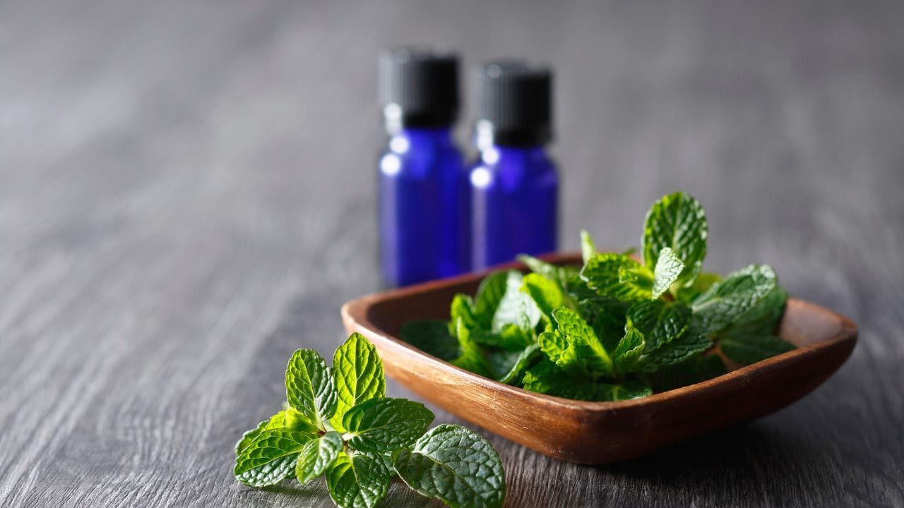 આ રીત અપનાવવાથી ધાણા અને ફુદીના લાંબા સમય સુધી તાજા અને સુગંધિત રહે છે, અને જ્યારે જરૂર પડે ત્યારે તરત ઉપયોગ કરી શકાય છે. (Image Credit Source: Canva)