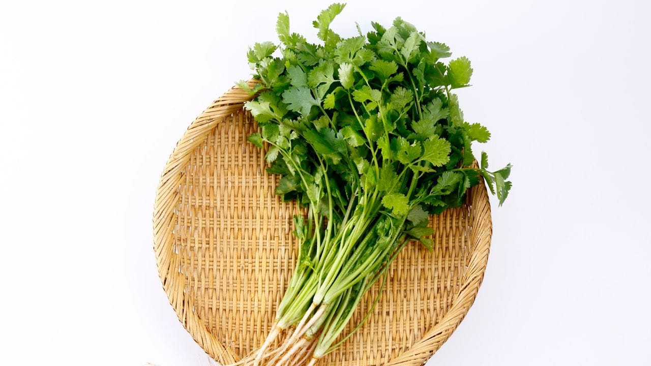 ઘણા ઘરોમાં ધાણા અને ફુદીનો રોજિંદા રસોઈમાં ઉપયોગમાં લેવાતા મહત્વપૂર્ણ લીલા પાન છે. પરંતુ ખાસ કરીને ગરમીના દિવસોમાં આ પાન ઝડપથી સુકાઈ જાય છે અથવા બગડી જાય છે, જેના કારણે લોકો વારંવાર તેને ફેંકવા મજબૂર બને છે. જો કે, કેટલીક સરળ અને સમજદાર રીતો અપનાવીને તમે આ સમસ્યાનો સહેલાઈથી ઉકેલ મેળવી શકો છો. (Image Credit Source: Canva)