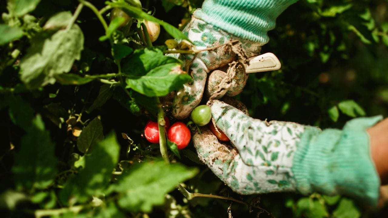 જો તમને પણ ગાર્ડનિંગનો શોખ છે અને તમે તમારા છોડને હંમેશા લીલાછમ રાખવા માંગો છો, તો આ લેખ તમારા માટે ખૂબ ઉપયોગી સાબિત થઈ શકે છે. અહીં અમે તમને એવી 5 સરળ અને અસરકારક ઘરેલું ખાતર વિશે જણાવીશું, જેને તમે ખર્ચો કર્યા વગર ઘરે જ તૈયાર કરી શકો છો અને તમારા છોડને ભરપૂર પોષણ આપી શકો છો. (Image Credit Source: Social Media) 