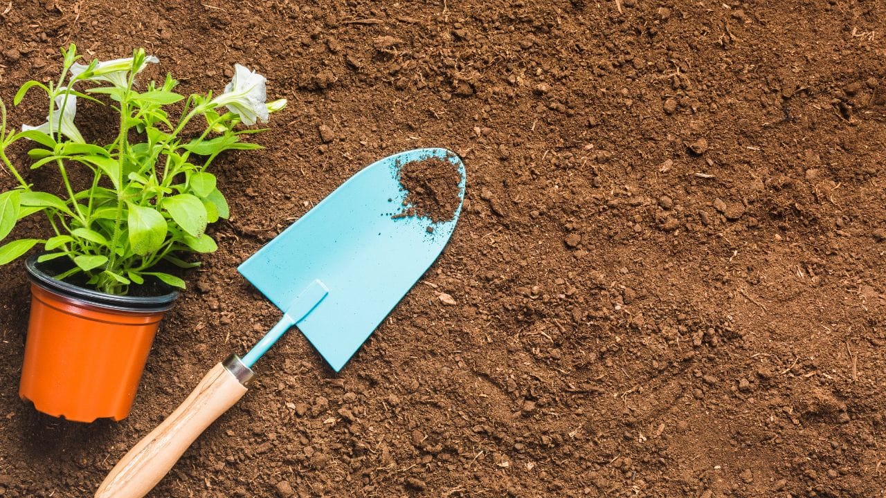 ખાસ વાત એ છે કે આ ખાતર બનાવવા માટે તમને કોઈ ખાસ સામગ્રીની જરૂર નથી. રોજિંદા રસોડામાંથી નીકળતો કચરો જ તમારા છોડ માટે પોષણનો ખજાનો બની શકે છે. જો તમારા છોડ સૂકાઈ રહ્યા હોય અને તમે તેમને ફરીથી તાજગી આપવી હોય, તો નીચે બતાવેલી 5 રીતો અજમાવો. (Image Credit Source: Social Media)