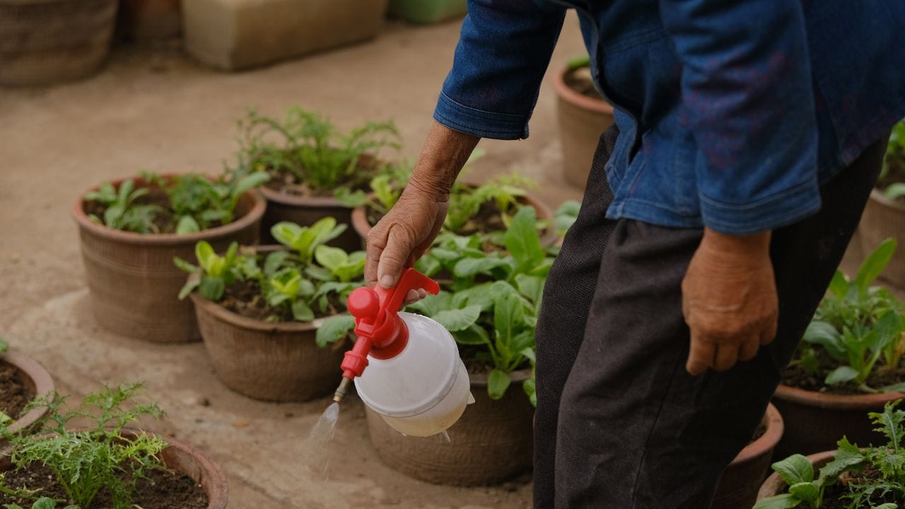 કેળાના છાલથી લિક્વિડ ખાતર: કેળાના છાલમાં પોટેશિયમ વધુ પ્રમાણમાં હોય છે, જે ફૂલ અને ફળ આપતા છોડ માટે ખૂબ ઉપયોગી છે. તેને બનાવવા માટે છાલને નાના ટુકડામાં કાપી પાણીમાં 2-3 દિવસ સુધી રાખો. ત્યારબાદ આ પાણી ગાળીને છોડમાં નાખો. (Image Credit Source: Social Media)