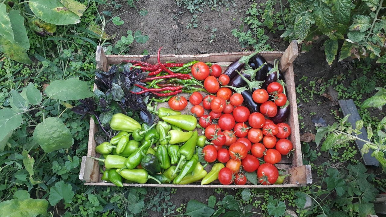 ચા પત્તીનું સુકું ખાતર: ચા પત્તીનો સીધો ઉપયોગ કરવો યોગ્ય નથી. પહેલા તેને સારી રીતે ધોઈ લો જેથી તેમાં રહેલી ખાંડ કે દૂધ દૂર થઈ જાય. પછી તેને તડકામાં સુકવીને માટીમાં મિક્સ કરો. આ માટીને હળવી બનાવે છે અને થોડું નાઇટ્રોજન પણ પૂરું પાડે છે. (Image Credit Source: Social Media)