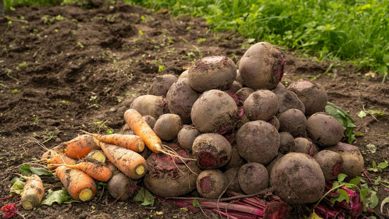 લાકડાની રાખનું પોષણયુક્ત ખાતર: લાકડાની રાખમાં કેલ્શિયમ અને પોટેશિયમ હોય છે, જે માટી માટે લાભદાયી છે. તેનો ઉપયોગ ખૂબ ઓછી માત્રામાં જ કરવો જોઈએ. તેને માટીમાં મિક્સ કરવાથી છોડની વૃદ્ધિમાં મદદ મળે છે, ખાસ કરીને શાકભાજી અને ફૂલ માટે. (Image Credit Source: Social Media)