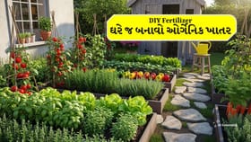 DIY Fertilizer: હવે ઘરે બનાવો ઓર્ગેનિક ખાતર, છોડ થશે તંદુરસ્ત
