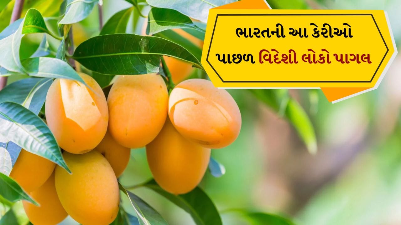 આલ્ફોન્સો કેરીને "કેરીઓનો રાજા" તરીકે ઓળખવામાં આવે છે. તે મુખ્યત્વે મહારાષ્ટ્રના રત્નાગિરિ અને દેવગઢમાં ઉગાડવામાં આવે છે. તેનો સ્વાદ અત્યંત મીઠો, સુગંધિત અને તેનું પલ્પ નરમ હોય છે. આંતરરાષ્ટ્રીય બજારમાં, ખાસ કરીને યુએઈ, યુકે અને યુએસએમાં તેની ખૂબ માગ છે.
