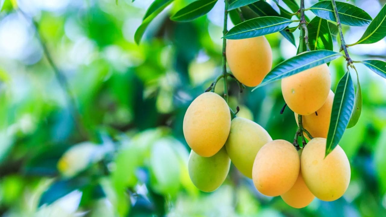 તોતાપુરી કેરી તેના પોપટ જેવા આકાર માટે જાણીતી છે. તેના સહેજ ખાટા-મીઠા સ્વાદને કારણે તેનો રસ, પલ્પ અને પ્રોસેસ્ડ ફૂડમાં વ્યાપકપણે ઉપયોગ થાય છે. આંતરરાષ્ટ્રીય ખાદ્ય ઉદ્યોગમાં તેની ભારે માંગ છે.
