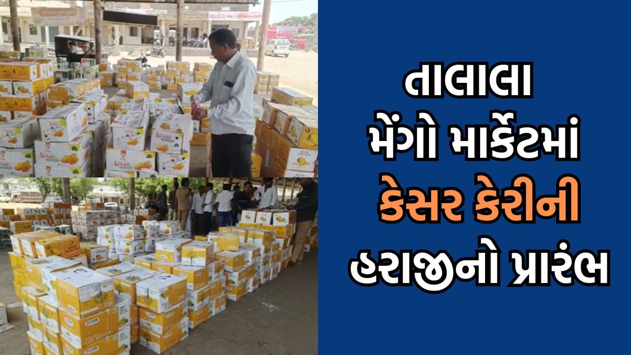 કેરીના રસિયાઓ આનંદો, તાલાલા મેંગો માર્કેટમાં કેસર કેરીની હરાજીના થયા શ્રીગણેશ- Video