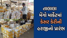 કેરી રસીયાઓેએ હવે કેસર માટે બહુ નહીં જોવી પડે રાહ, હરાજીનો થયો પ્રારંભ