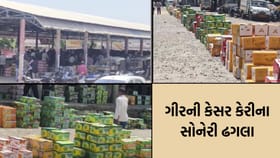 ખુશખબર... કેસર કેરીના રસિયાઓ માટે; ટૂંક સમયમાં શરૂ થશે હરાજી