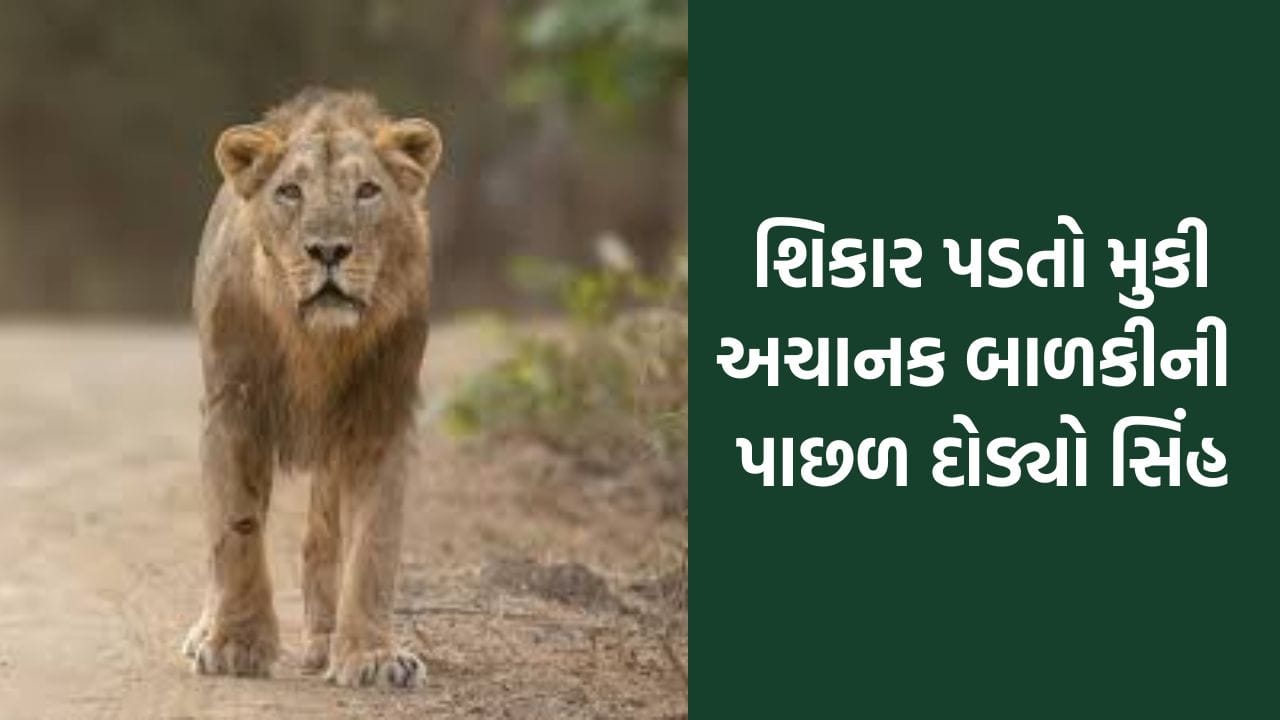 ગીરના રતાંગ ગામમાં બાળકીની પાછળ પડ્યો સિંહ, માંડ-માંડ બચ્યો જીવ – જુઓ Video
