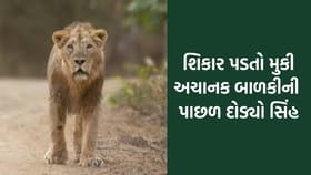 ગીરમાં શિકાર પડતો મુકી અચાનક આ બાળકી પાછળ દોડ્યો સિંહ- જુઓ Video