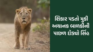 ગીરના રતાંગ ગામમાં બાળકીની પાછળ પડ્યો સિંહ, માંડ-માંડ બચ્યો જીવ – જુઓ Video