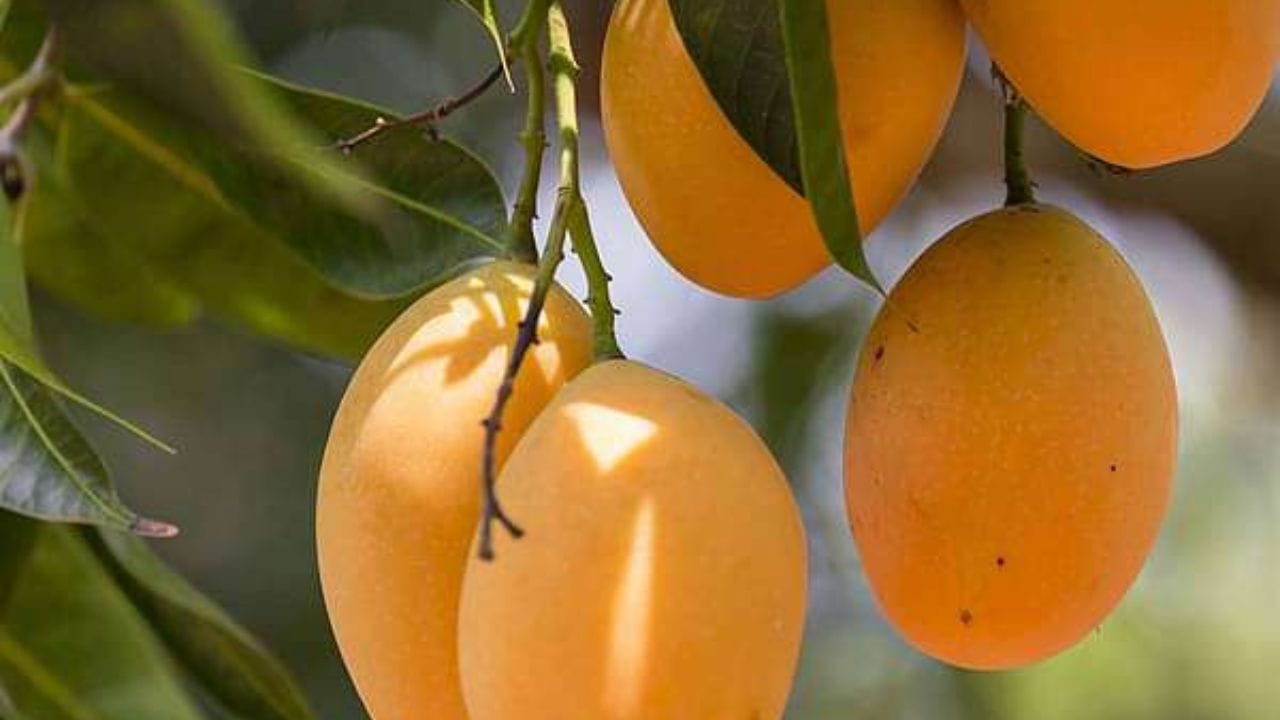 હિમસાગર કેરી પશ્ચિમ બંગાળની એક ખાસ કેરી છે. તેનો સ્વાદ અત્યંત મીઠો છે, જે તેને પ્રીમિયમ શ્રેણીમાં મૂકે છે.
