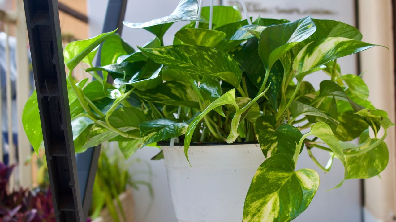 વાસ્તુ મુજબ મની પ્લાન્ટને ક્યારેય ઉત્તર-પૂર્વ (ઈશાન કોન) દિશામાં ન રાખવો જોઈએ. આ દિશામાં તેને મૂકવાથી નાણાકીય નુકસાન થવાની શક્યતા રહે છે અને સંબંધોમાં તણાવ પણ આવી શકે છે. આ સિવાય, પૂર્વ અને પશ્ચિમ દિશામાં પણ મની પ્લાન્ટ મૂકવાનું ટાળવું જોઈએ, કારણ કે તે માનસિક અશાંતિ વધારી શકે છે.