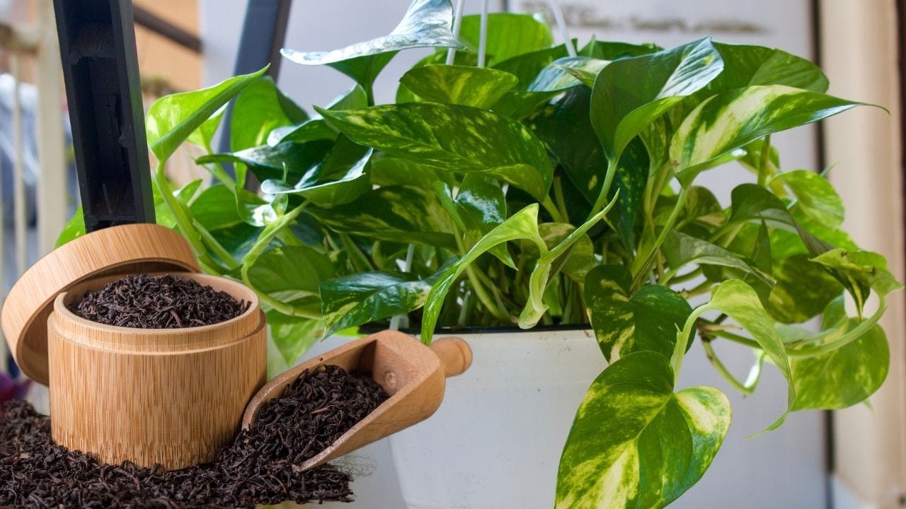 મની પ્લાન્ટ હંમેશા ઘરના અંદર રાખવો જોઈએ. તેને બહાર અથવા મુખ્ય પ્રવેશદ્વાર પાસે ન મૂકવો જોઈએ, ખાસ કરીને જ્યાં બહારના લોકોની નજર સરળતાથી પડે. આવું કરવાથી તેની સકારાત્મક અસર ઘટી શકે છે.