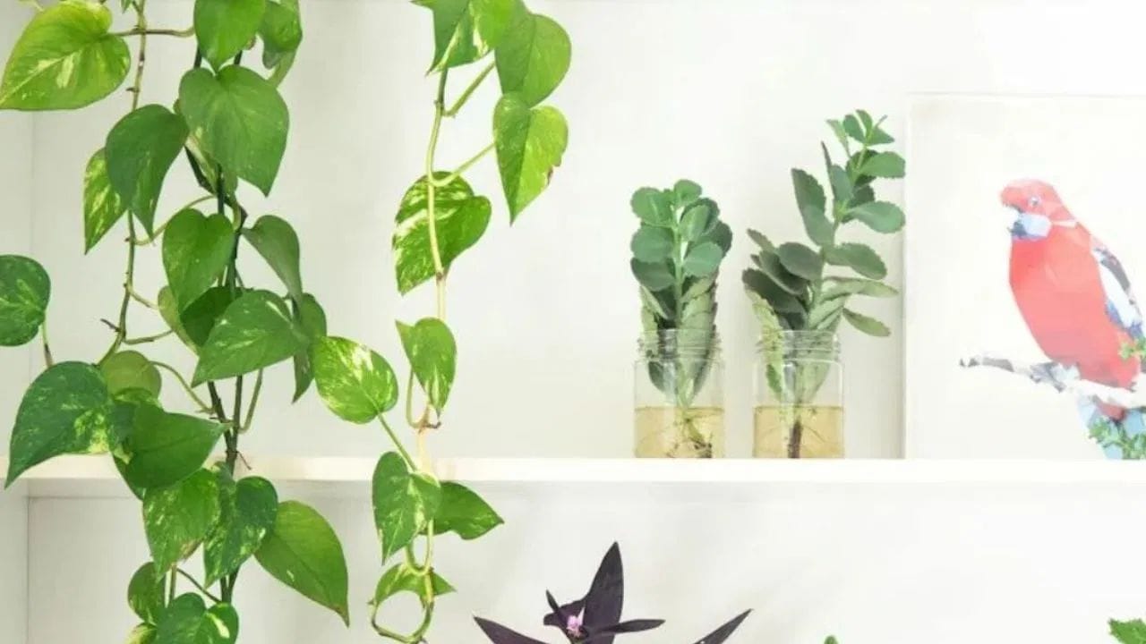 વાસ્તુ અનુસાર મની પ્લાન્ટ માટે સૌથી યોગ્ય દિશા દક્ષિણ-પૂર્વ (અગ્નેય કોન) માનવામાં આવે છે. આ દિશા ભગવાન ગણેશ સાથે સંકળાયેલી છે, જે અવરોધોને દૂર કરી સુખ-સમૃદ્ધિ લાવે છે. તેથી જો તમે મની પ્લાન્ટનો સંપૂર્ણ લાભ મેળવવા માંગો છો, તો તેને દક્ષિણ-પૂર્વ દિશામાં રાખવું સૌથી શ્રેષ્ઠ માનવામાં આવે છે. (નોંધ : અહીં આપવામાં આવેલી માહિતી ફક્ત આપની જાણકારી માટે છે.) 