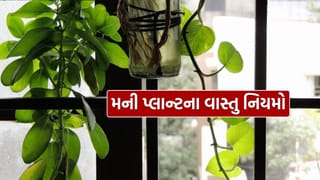 Money Plant Vastu Tips : તમારા ઘરમાં મની પ્લાન્ટ ખોટી દિશામાં મૂકાયેલો છે? જાણો વસ્તુ અનુસાર તેના નુકસાન