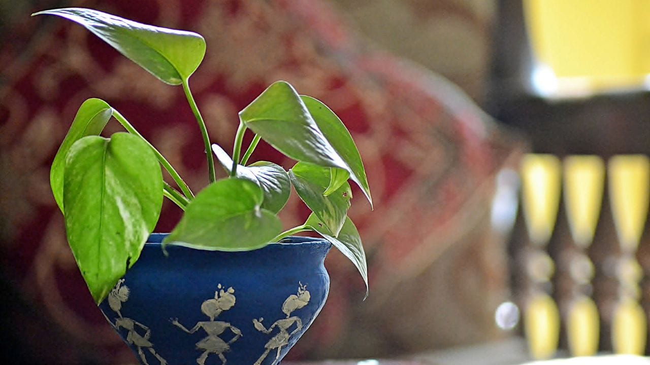 દક્ષિણ-પશ્ચિમ દિશા પણ મની પ્લાન્ટ માટે અનુકૂળ માનવામાં આવતી નથી. આ દિશામાં તેને રાખવાથી જીવનમાં અસ્થિરતા અને કારકિર્દીમાં અવરોધો આવી શકે છે. તેથી આ દિશામાં પણ મની પ્લાન્ટ મૂકવો યોગ્ય નથી.