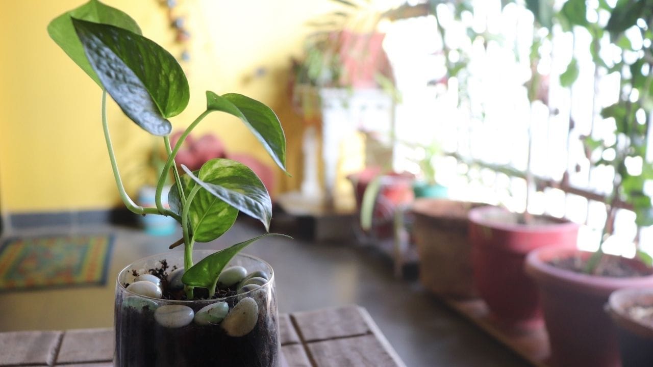 મની પ્લાન્ટની વેલ હંમેશા ઉપર તરફ વધે તે મહત્વપૂર્ણ છે. જો તેની વેલ જમીનને સ્પર્શે છે, તો તેને નકારાત્મક સંકેત માનવામાં આવે છે, જે અચાનક નાણાકીય નુકસાન અને કામમાં અટકાવ લાવી શકે છે. તેથી વેલને સપોર્ટ આપી તેને ઉપર તરફ જ વધવા દો.