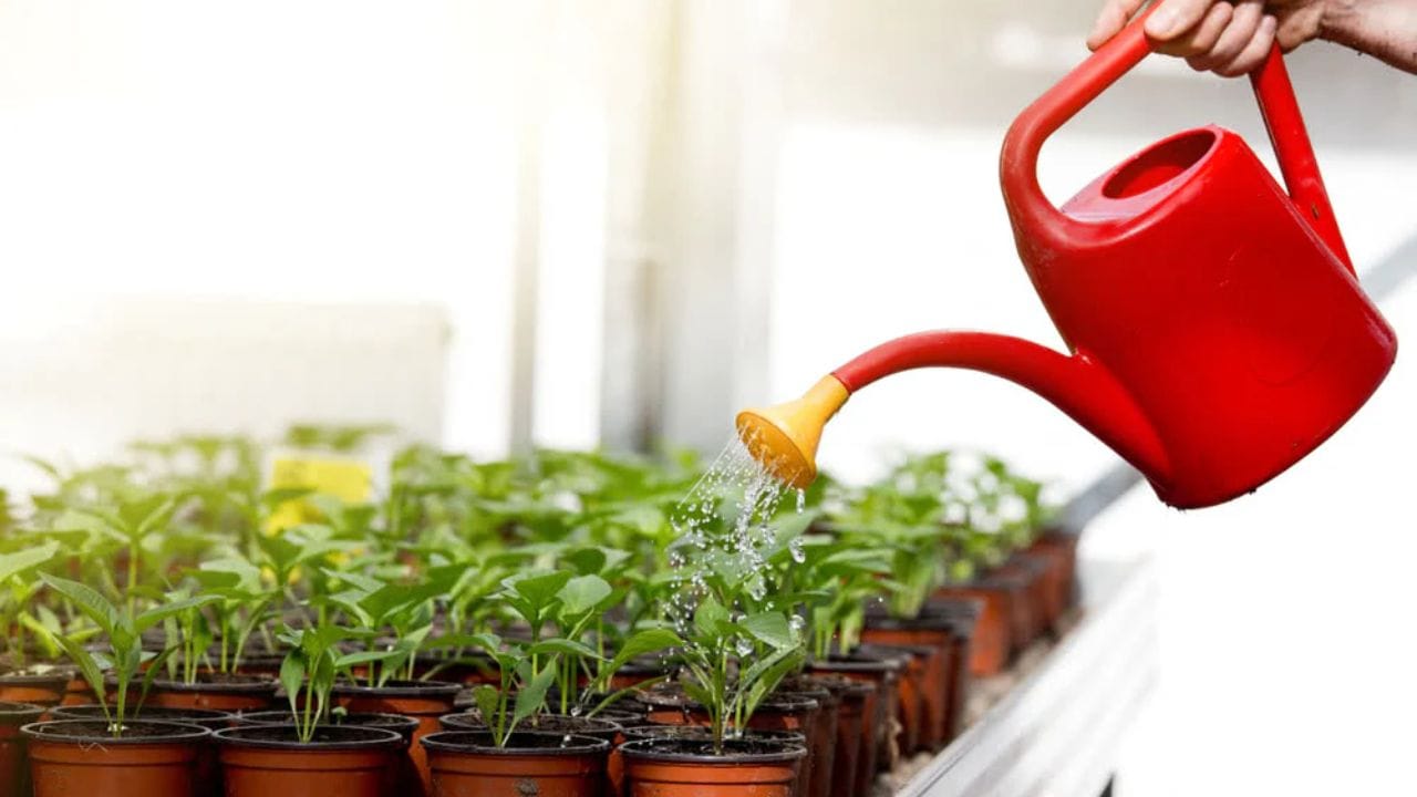 સવારે છોડને પાણી આપવું એ સૌથી ફાયદાકારક માનવામાં આવે છે. આ સમયે તાપમાન ઓછું હોય છે, જેના કારણે પાણી ધીમે-ધીમે જમીનમાં ભળી જાય છે અને મૂળ સુધી પહોંચે છે. દિવસભર સૂર્યપ્રકાશ પડે તે પહેલાં છોડને હાઇડ્રેટેડ રાખવામાં આવે છે, જેનાથી તેઓ ગરમીનો વધુ સારી રીતે સામનો કરી શકે છે. વધુમાં સવારે પાણી આપવાથી ઝડપથી સુકાઈ જાય છે, જેનાથી ફૂગના ચેપ અથવા સડો થવાનું જોખમ ઓછું થાય છે.
