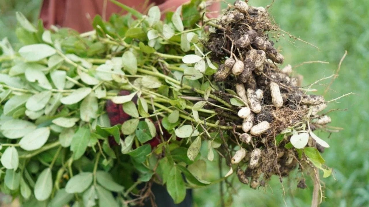 મગફળીની સરખામણી નટ્સ સાથે કરવામાં આવે છે. આ પ્રોટીનયુક્ત મગફળી ઝાડ કે છોડ પર ઉગતી નથી, પરંતુ ભૂગર્ભમાં ઉગે છે. તેનું વનસ્પતિ નામ Arachis Hypogaea છે. મગફળીનો છોડ 1થી 2 ફૂટ ઊંચા અને ઝાડની જેમ ફેલાયેલા હોય છે.