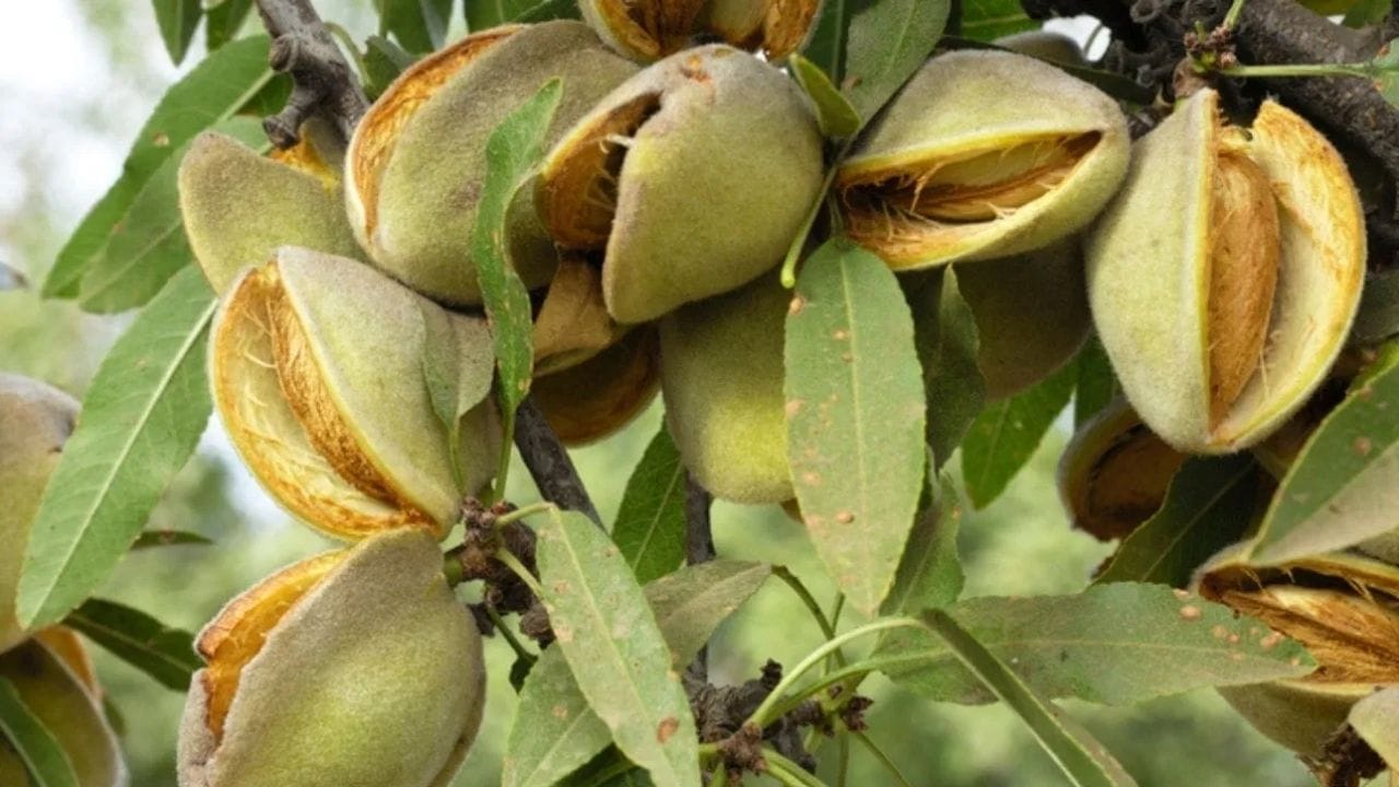 ડેઝર્ટથી લઈ આઈસ્ક્રીમ સુધી લોકો પિસ્તાનો ઉપયોગ કરે છે. બજારમાં મળતો પિસ્તાનો સ્વાદ થોડો ખારો હોય છે પરંતુ નિષ્ણાતો મતે તેનો કુદરતી સ્વાદ ખારો નથી હોતો. પિસ્તાનું ઝાડ આશરે 30થી 33 ફૂટ સુધી ઊંચું થાય છે અને તેમાં ડ્રૂપ (Drupe) એટલે કે નાનું ફળ હોય છે, જેમાં પિસ્તા હોય છે. જ્યારે તેની ઉપરની પડત સુકાઈ જાય છે, ત્યારે તે  ખોળો કઠોર બનીને આપોઆપ ખુલી જાય છે.